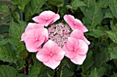 HYDRANGEA MACROPHYLLA ZORRO PINK