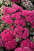 SEDUM THUNDERHEAD