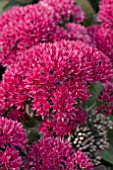 SEDUM THUNDERHEAD