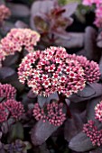 SEDUM TOUCHDOWN TEAK