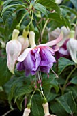 FUCHSIA QUASAS