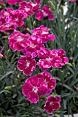 DIANTHUS DIANTICA WILD BERRY