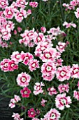 DIANTHUS DIXIE ROSE PICOTEE