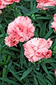 DIANTHUS SUNFLOR MIMI