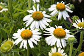 ECHINACEA MEDITATION WHITE