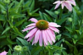 ECHINACEA MINSTRAL