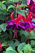 FUCHSIA VOODOO