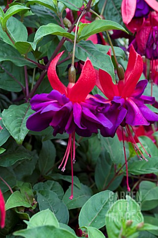 FUCHSIA_VOODOO