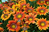 GAZANIA BIG KISS RED