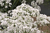 GYPSOPHILA FESTIVAL WHITE FLARE