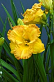 HEMEROCALLIS ORANGE NASSAU