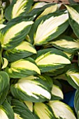 HOSTA COLOUR FESTIVAL