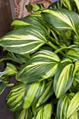 HOSTA RAINBOWS END