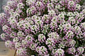 LOBULARIA BICOLOUR PINK STREAM