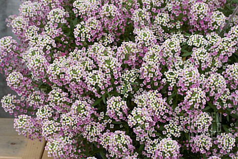 LOBULARIA_BICOLOUR_PINK_STREAM