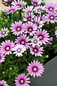 OSTEOSPERMUM CAPE EYE CATCHER PURPLE