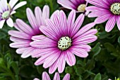 OSTEOSPERMUM CAPE EYE CATCHER PURPLE