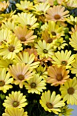 OSTEOSPERMUM CAPE MAGIC SUNRISE