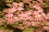 ACER SHIRASHAWNUM AUTUMN MOON