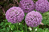 ALLIUM AMBASSADOR