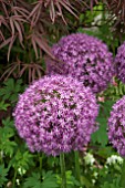 ALLIUM AMBASSADOR