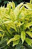 AUCUBA JAPONICA GOLDEN GIRL