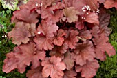 HEUCHERA RIO