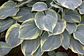 HOSTA ARISTOCRAT