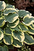 HOSTA EL CAPITAN