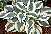 HOSTA FIRM LINE