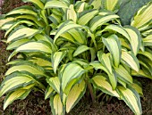 HOSTA FIRST MATE