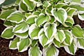 HOSTA LAKESIDE NINITA