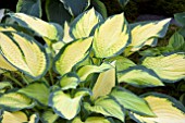 HOSTA ORANGE MARMALADE