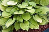 HOSTA PARADISE ISLAND