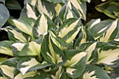 HOSTA WHIRLWIND