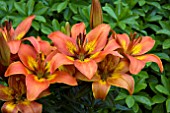 LILIUM BURNING JOY