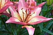 LILIUM ELEGANT JOY