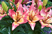 LILIUM ELEGANT JOY