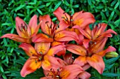 LILIUM FESTIVE JOY