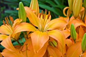 LILIUM FLUORESCENT JOY