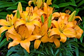 LILIUM FLUORESCENT JOY