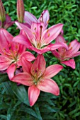 LILIUM ISLAND JOY