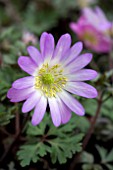 ANEMONE BLANDA PINK