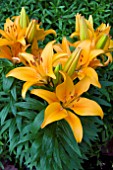 LILIUM JUMPING JOY