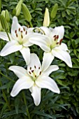 LILIUM NOVA JOY