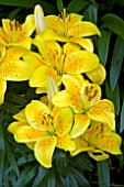 LILIUM SUNNY JOY