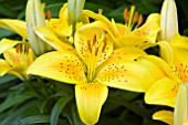 LILIUM SUNNY JOY