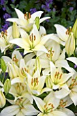 LILIUM WHITE JOY