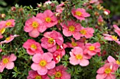 POTENTILLA BO PEEP