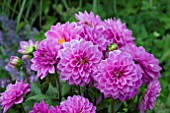 DAHLIA HYPNOTICA LAVENDER